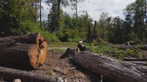 Best Tree Trimming and Pruning  in New Hope, AL