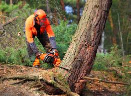 How Our Tree Care Process Works  in  New Hope, AL