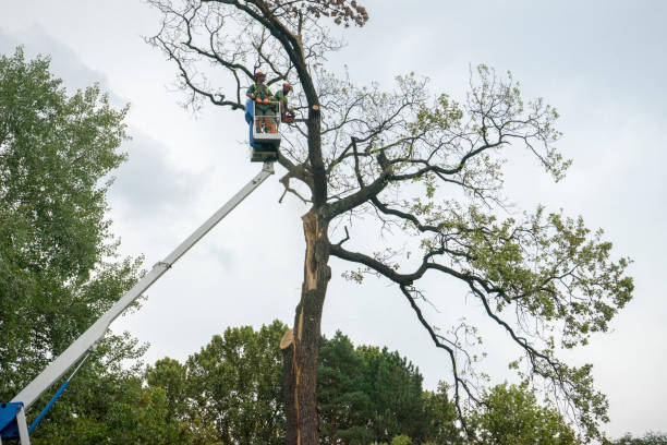 Best Palm Tree Trimming  in New Hope, AL