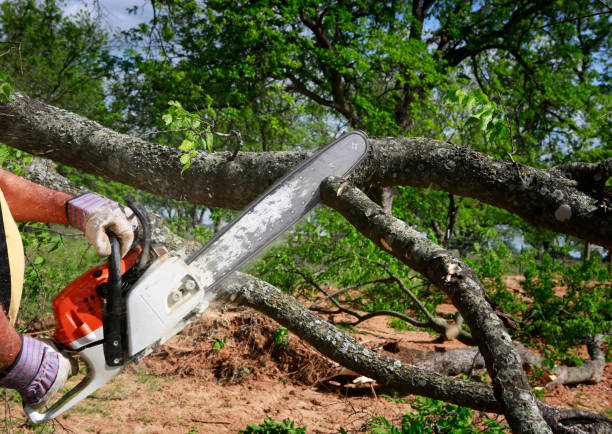 Best Tree Health Inspection  in New Hope, AL